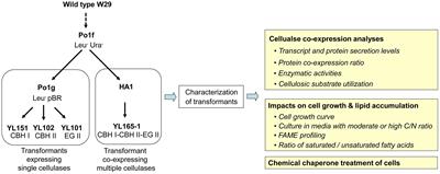Ameliorating the <mark class="highlighted">Metabolic Burden</mark> of the Co-expression of Secreted Fungal Cellulases in a High Lipid-Accumulating Yarrowia lipolytica Strain by Medium C/N Ratio and a Chemical Chaperone